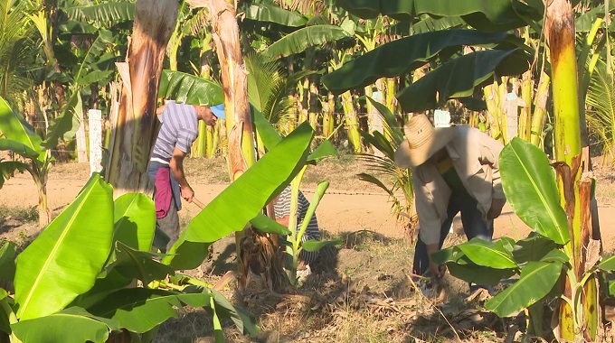 Promueven actividades productivas en Las Tunas para homenajear al movimiento obrero y sindical