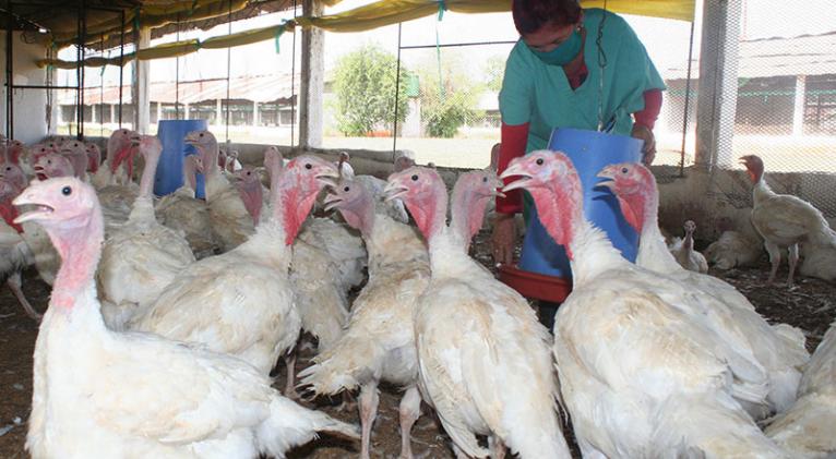Ocho preguntas y respuestas sobre la influenza aviar