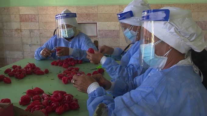 Se materializa en Las Tunas primera exportación de ají chile habanero