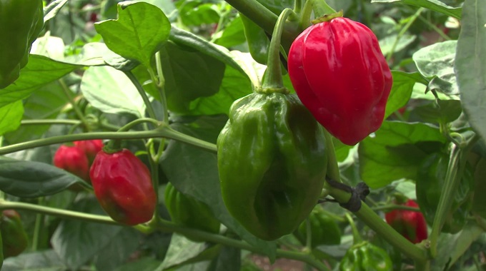 Ofrecen detalles en Las Tunas sobre exportación del ají chile habanero