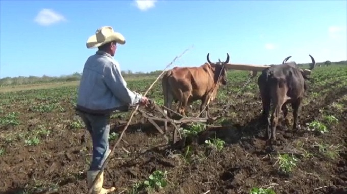 Evalúan en Colombia situación de la producción de alimentos