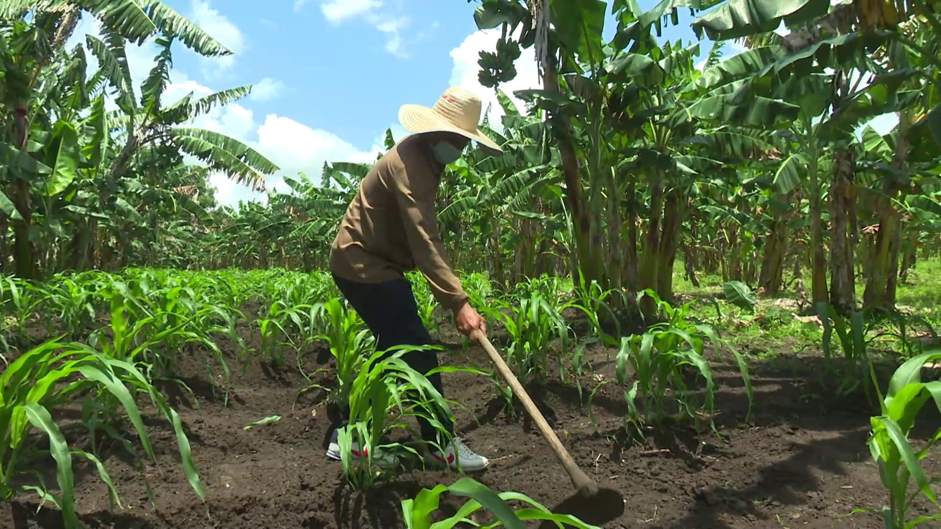 Obtiene #LasTunas sede nacional por el Día del Campesino