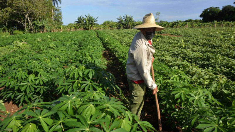 Felicitan a campesinos cubanos en su día