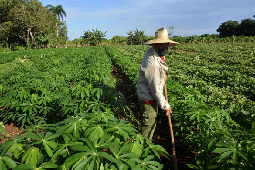 Felicitan a campesinos cubanos en su día