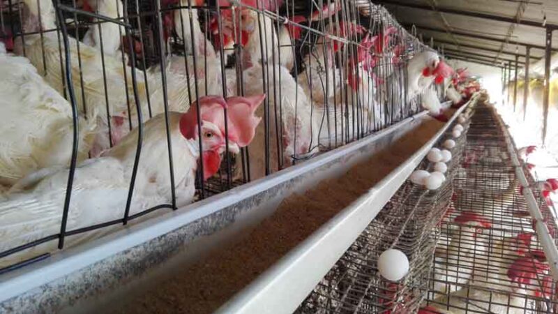 Avicultores tuneros desafían dificultades y garantizan huevos para canasta familiar normada