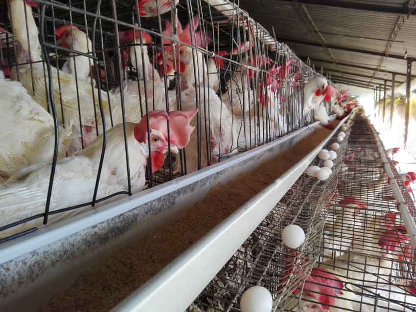 Avicultores tuneros desafían dificultades y garantizan huevos para canasta familiar normada