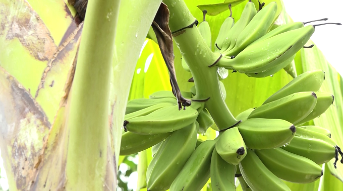 Agricultura urbana gana espacio en Puerto Padre