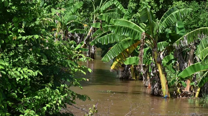 Sector agrícola reporta las principales afectaciones por las lluvias en Las Tunas