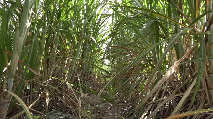 Aplican en Puerto Padre nuevas regulaciones sobre la protección de las plantaciones cañeras