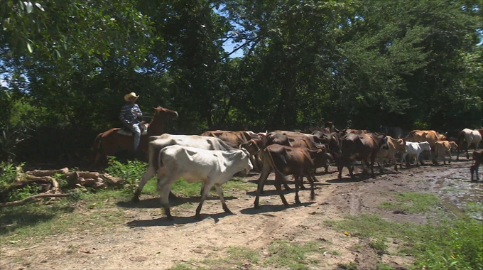 Jóvenes desmovilizados de las FAR apoyan producción de alimentos en Majibacoa