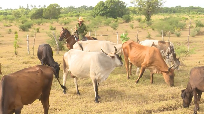 Implementan en Las Tunas el silvopastoreo para favorecer vitalidad de la masa ganadera