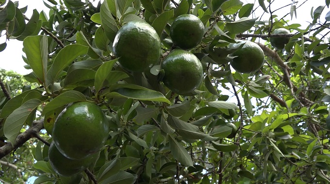 Destacan producción de campesino de Puerto padre