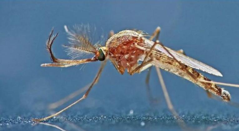 Científicos proponen luchar contra los mosquitos dejándolos sordos
