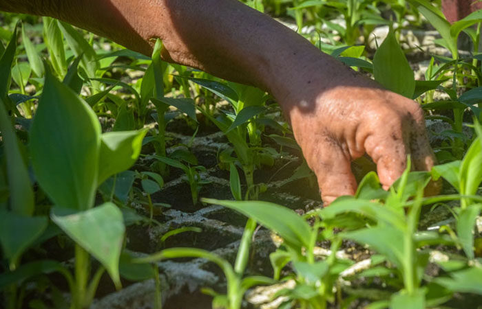 Priorizará CTC en Las Tunas labores productivas y de servicios