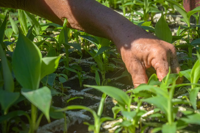 Priorizará CTC en Las Tunas labores productivas y de servicios