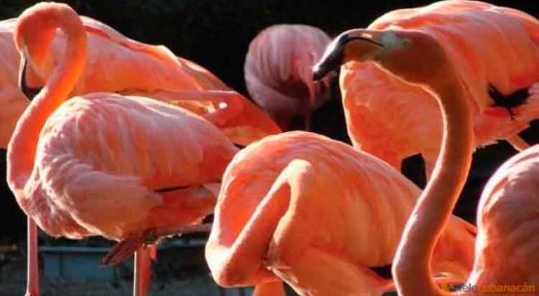 Retorna el flamenco a manglares rehabilitados al norte de Cuba