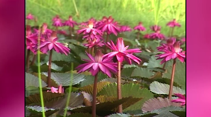 Jardín Botánico de Las Tunas invita a descubrir el Lago del Amor