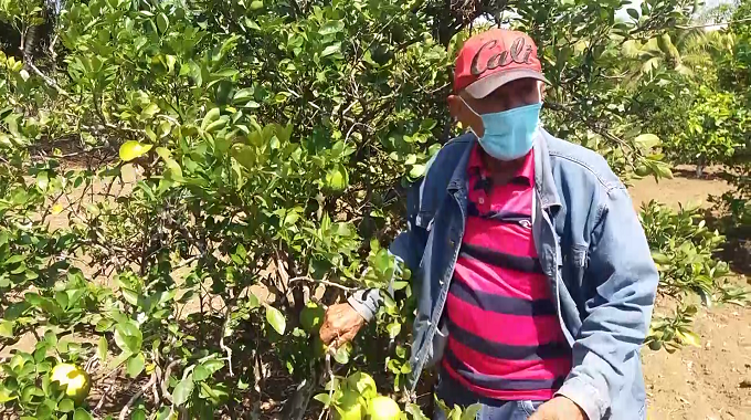 Campesino de Majibacoa preserva plantaciones de cítricos