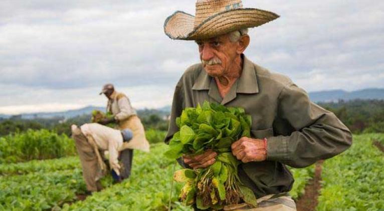 Comienzan las siembras de tabaco en Cuba