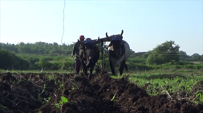Campesinos de Colombia generalizan prácticas agrícolas