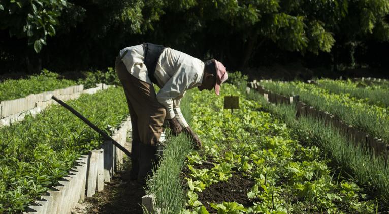 FAO fortalece capacidades en la agricultura de Cuba