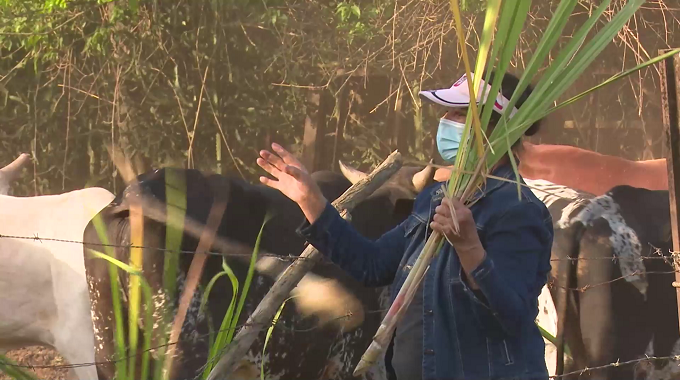 Destacan experiencia de campesina de Las Tunas en la ceba de toros