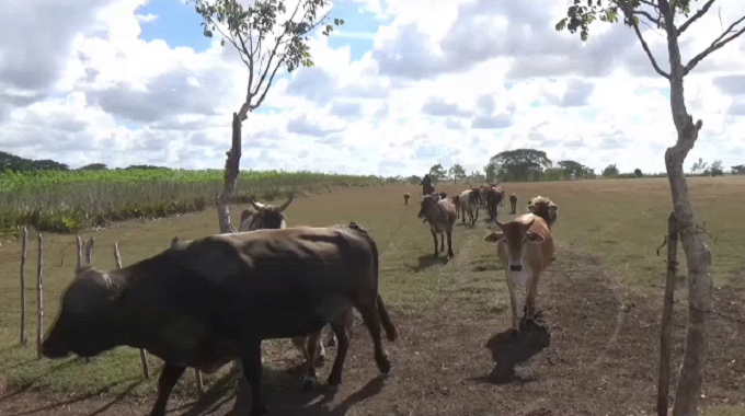 Evalúan desempeño del sector ganadero en Colombia