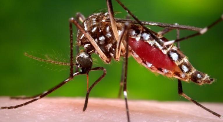 Aumento mundial del dengue genera preocupación al subir los casos a más de cinco millones este año