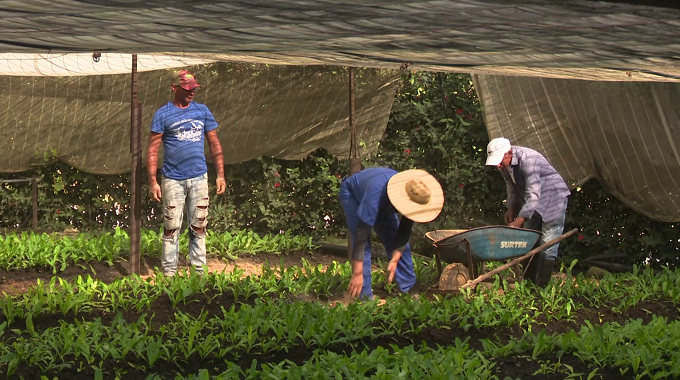 Agricultura urbana por mayores retos en el 2024 en Las Tunas