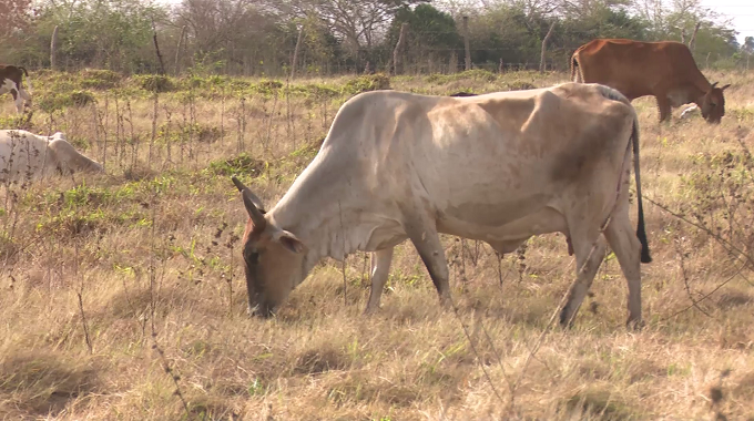 Desarrollarán en Las Tunas proceso especial de control al ganado mayor y la tierra