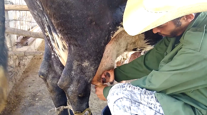 Presenta municipio de Las Tunas problemas en la producción y acopio de leche