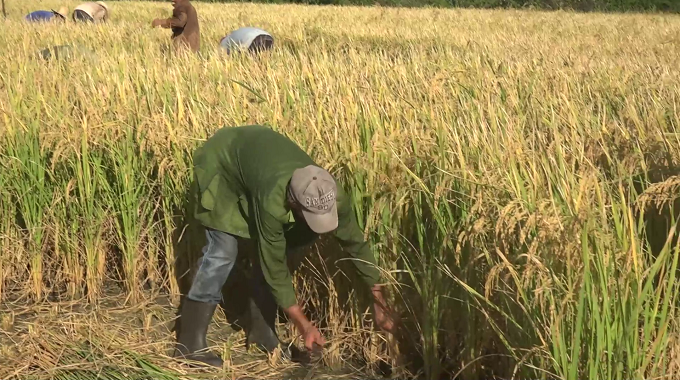 Potencian en el municipio de Amancio prácticas para el cultivo del arroz