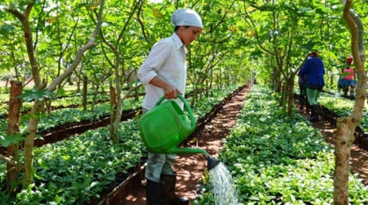 Recomienda FAO impulso de agroecología en Cuba