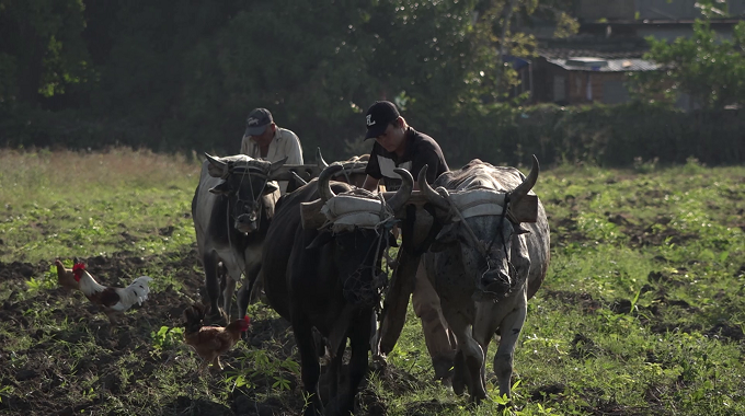 Rescatan la tracción animal para la preparación de tierras en Puerto Padre
