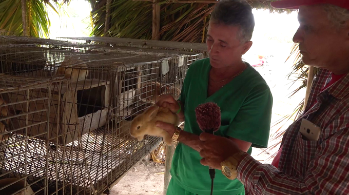 Fomentan la cunicultura en Puerto Padre como alternativa para la producción de alimentos