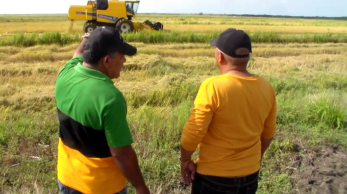 Fomenta Empresa de Construcción y Montaje el cultivo del arroz en Las Tunas