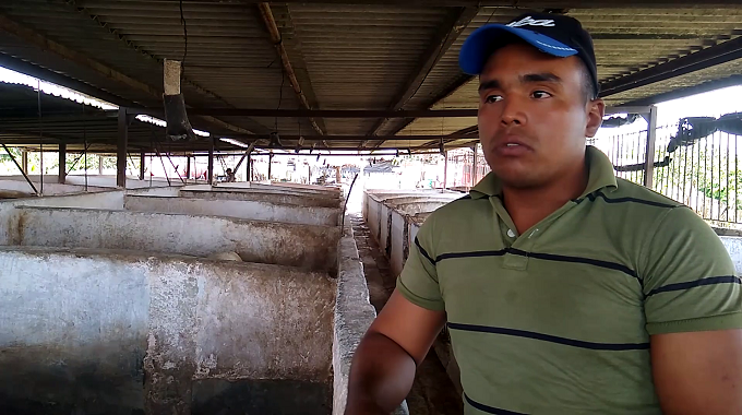 Resaltan labor de los veterinarios para la producción de alimentos en Las Tunas