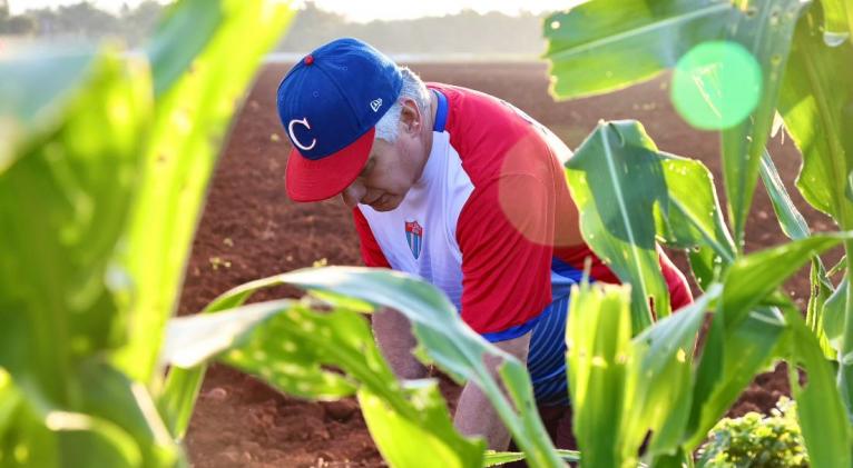 Participa Díaz-Canel en trabajo voluntario masivo en Cuba