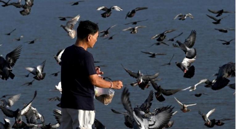 La transmisión de la gripe aviar al hombre es una «gran preocupación», advierte la OMS