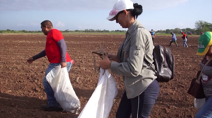 Sindicalistas de Las Tunas apoyan producción de alimentos en saludo al 1ro de Mayo