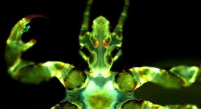 Descubren que los piojos del cuerpo humano son potentes transmisores de la peste