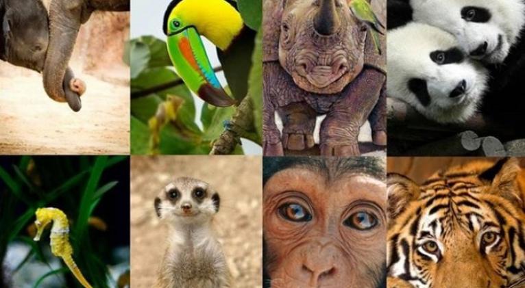 El tráfico ilegal de especies silvestres persiste, según un informe de la ONU