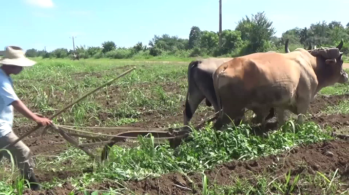 Incentivan producción de alimentos en Colombia pese a la carencia de insumos y energía