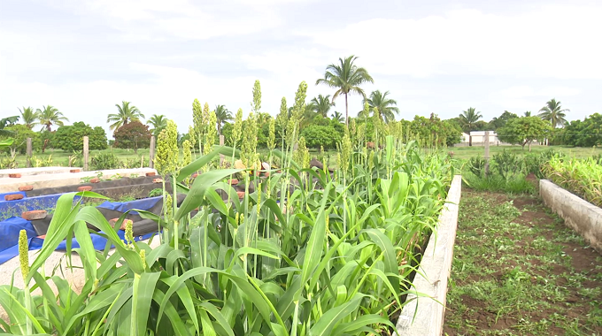 Destacan empleo de biofertilizante EcoMic para beneficiar producciones agrícolas en Las Tunas