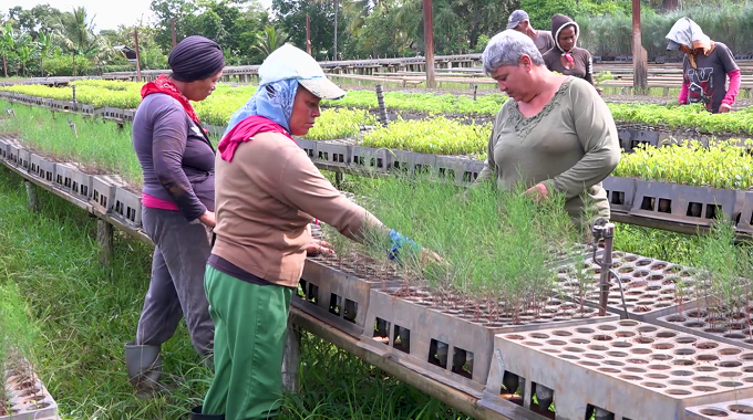 Vivero tecnificado de Puerto Padre produce posturas para sostener programa agroforestal