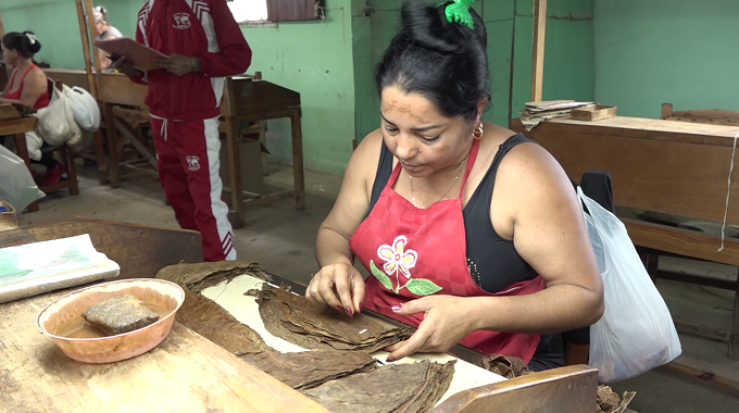 Destacan producción de tabaco para la exportación en Maniabón