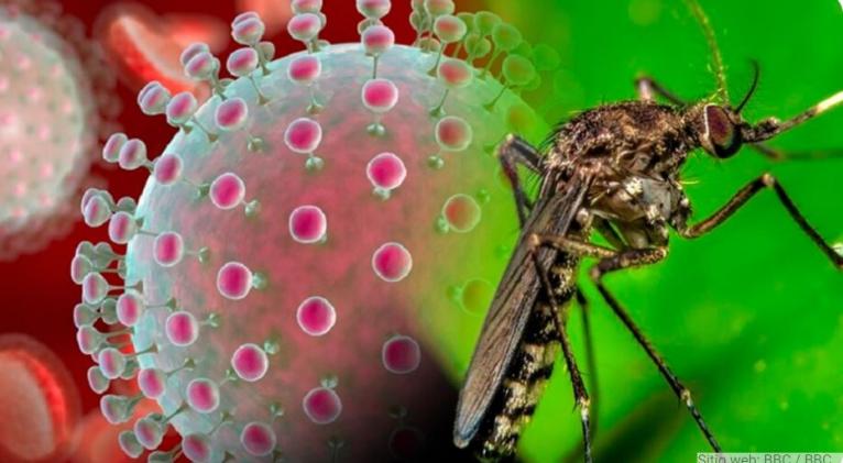 OPS llama a vigilar el virus Oropouche en América Latina tras primeras muertes y propagación