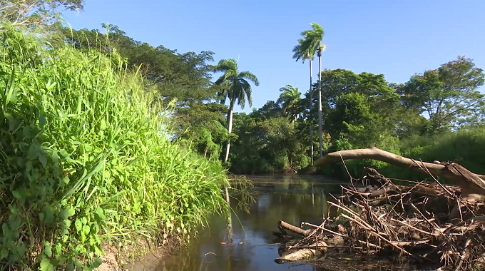 La protección de los bosques, una prioridad del CITMA en Las Tunas