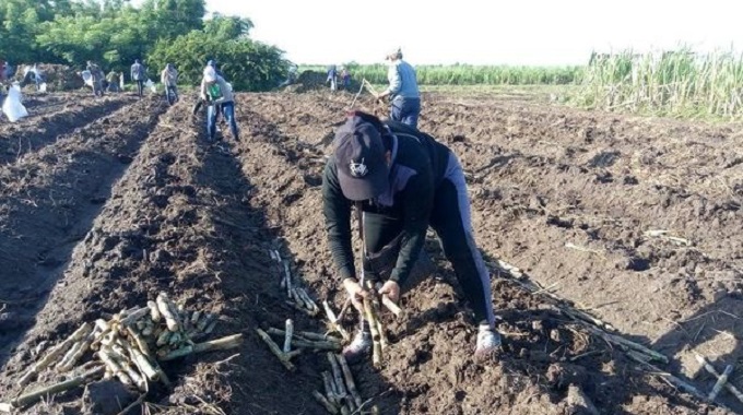 Realizan trabajo voluntario masivo en área cañeras de #Majibacoa
