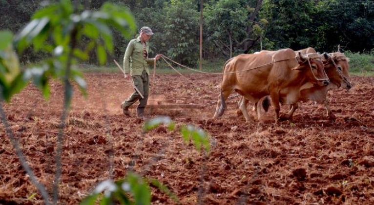 Destacan papel de las cooperativas en la producción de alimentos